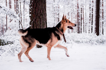 Cute dog playfully running and standing in the forest