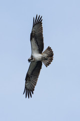 Osprey Hunting Pandion haliaetus