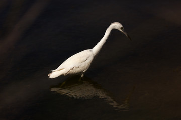 Great blue heron juvenile, Ardea herodias, white form, wading in water