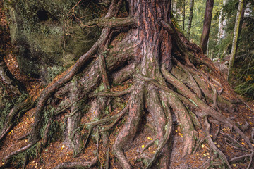 Impressive tree roots in Adrspach Rocks, part of Adrspach-Teplice landscape park in Broumov Highlands region of Czech Republic