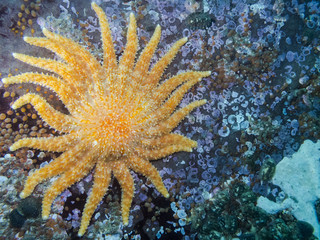 Sunflower Star (Pycnopodia helianthoides)
One of British Columbia's largest starfish photographed...