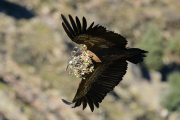 Griffon vulture Gyps fulvus in Extremadura