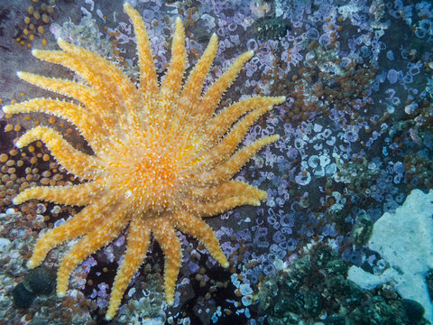 Sunflower Star (Pycnopodia helianthoides)
One of British Columbia's largest starfish photographed while diving around the southern Gulf Islands.