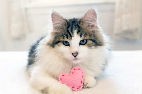 Cute fluffy tabby and white kitten holding a pink heart & seems to be smiling. Kitty is a purebred Siberian Forest Cat. Concepts of love, Valentine's Day, romance