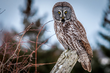 Portrait of a Great Grey Owl sitting on a fence post in a field on a cold winter day.