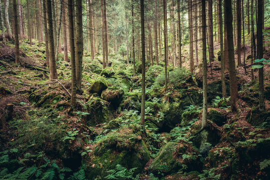 Fototapeta Forest in Teplice Rocks, part of Adrspach-Teplice landscape park in Broumov Highlands region of Czech Republic