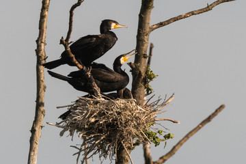 Double-crested cormorant, Phalacrocorax auritus