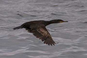 common shag, European shag, Phalacrocorax aristotelis