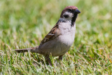 Eurasian tree sparrow Passer montanus sitting in grass