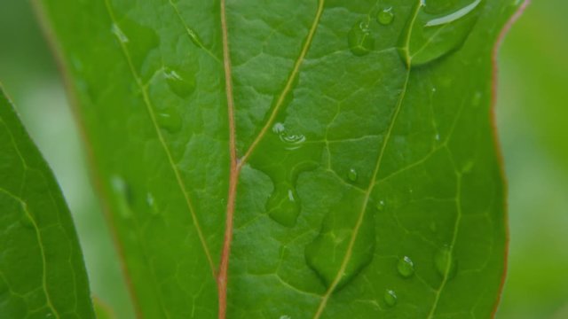 Clear raindrops form delicate patterns on a gently swaying leaf.