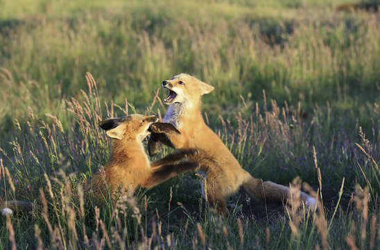 Young Foxes Playing