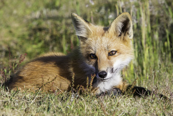 Young Fox Kit