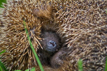 Hedgehog, Stuttgart, Baden-Wuerttemberg, Germany, Europe