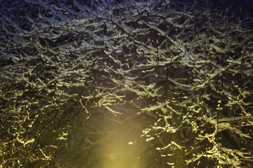 Arch formed with snow-covered tree branches at night