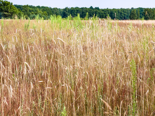 rye field with weed grasses in Central Poland