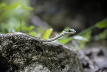 Serpiente al natural, Yaxchilan, Chiapas, México