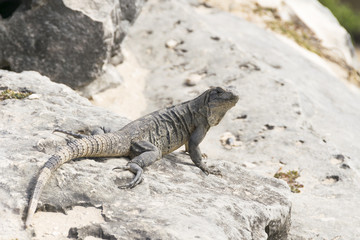 Wild iguanas in Tulum