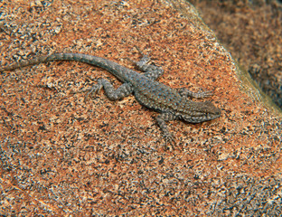Lizard in Sidewinder Canyon, Death Valley National Park, California