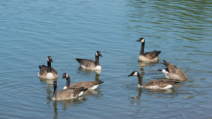 A group of Canada Geese swimming and diving for food.
