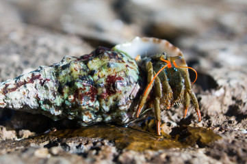hermit crab out of water