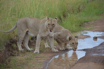 South Africa Safary