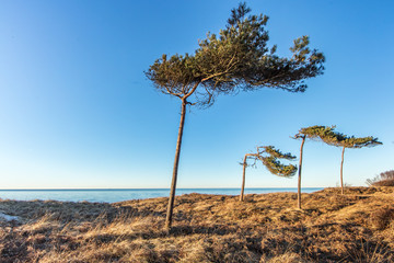Obraz premium windflüchter
