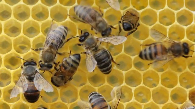 Harmonious work of team of bees to create a honeycomb.