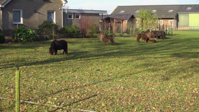 Brown pony with stone building on background. Horse walking on green grass.