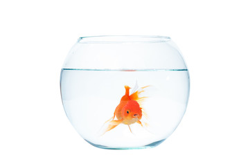 Gold fish with fishbowl on the white background