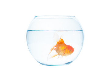 Gold fish with fishbowl on the white background