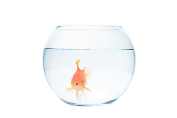 Gold fish with fishbowl on the white background