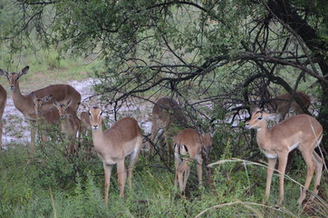 South Africa Safari