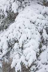 Snow covered pine tree branches in winter forest
