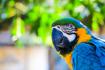 Macaw