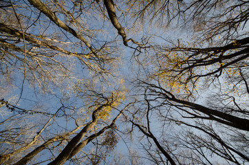 Bottom view of tall old trees in winter forest Blue sky in background. Azerbaijan