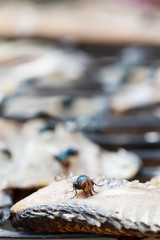 Macro close-up of flies dried fish meat