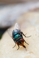 Macro close-up of flies dried fish meat