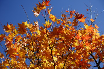 小豆島の寒霞渓の紅葉