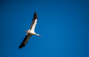 Cegonha