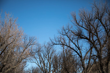 Bare treetops against blue sky