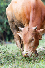 Close-up cow eating grass in the lawn in agriculture farm