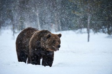 brown bear walking in the snow