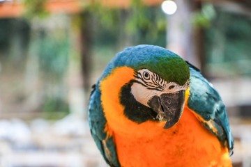 Parrot V