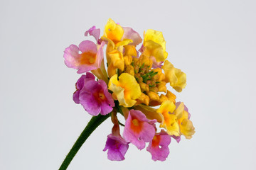 Colorful flowers - Lantana camara leaves - on white background, macro shot