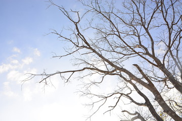 died tree branches with blue sky background