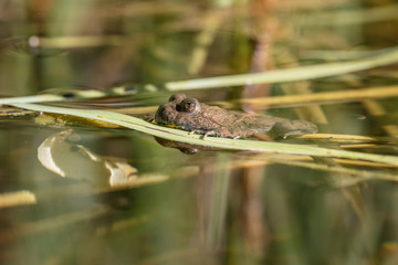 Gelbbauchunke