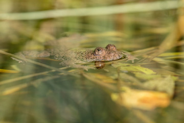 Auf Augenhöhe mit der Gelbbauchunke