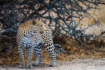 Leopard on river bank looking over shoulder
