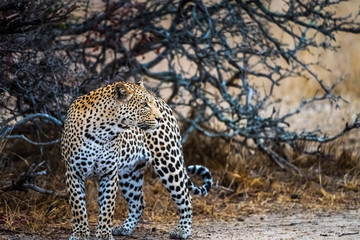 Leopard on river bank looking over shoulder