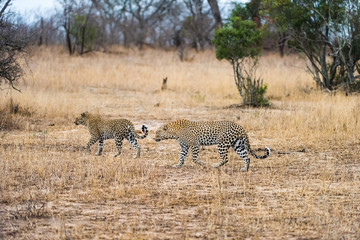 Leopard pair in tall grass